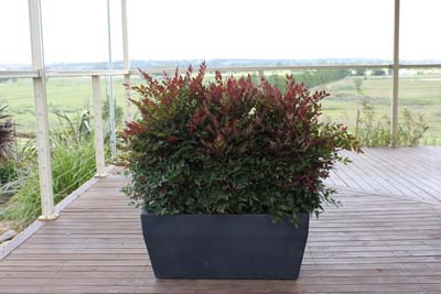 Obsession hedging plant
