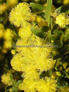 Acacia acinacea Pot o Gold 2 
