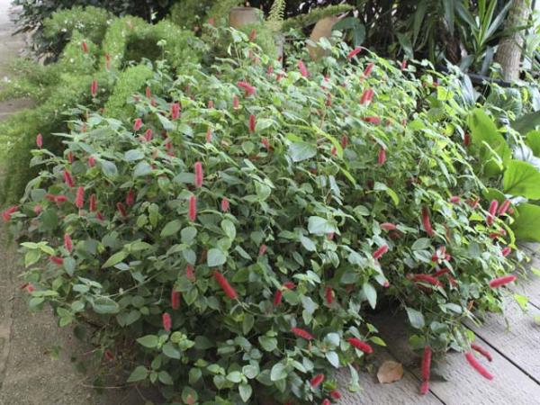 acalypha reptans dwarf red cat tails 
