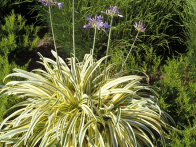 agapanthus lily of the nile summer gold 2 