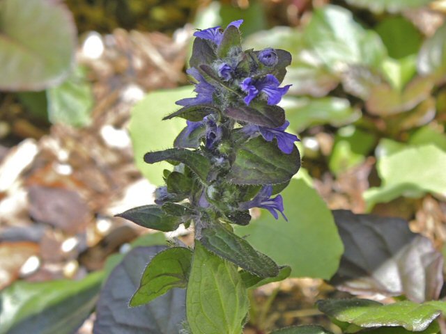 ajuga reptans blue bugle flower 1 