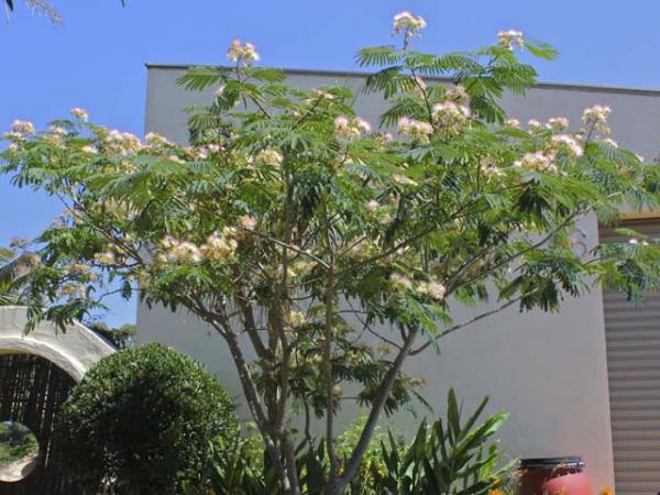 albizia julibrissin persian silk tree 1204 