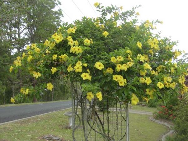 allamanda cathartica yellow trumpet vine 