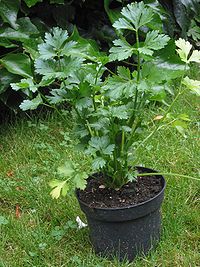apium graveolens celery 734 