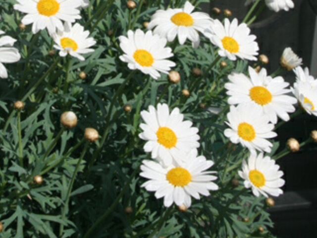 argyranthemum hybrid marguerite daisy polly 1 