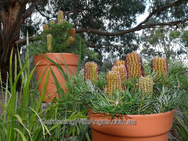 banksia cherry candles 003 