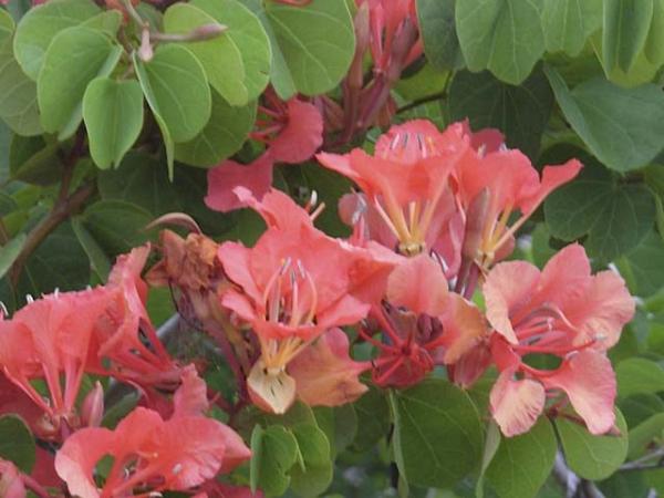 bauhinia galpinii red orchid tree 1207 