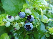 blueberry1 