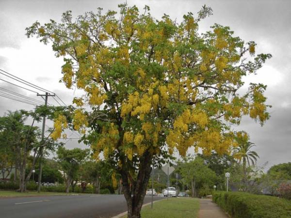 cassia fistula_golden shower tree 