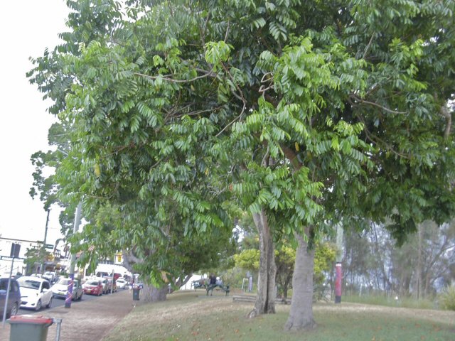 castenospermum australe black bean tree 1 