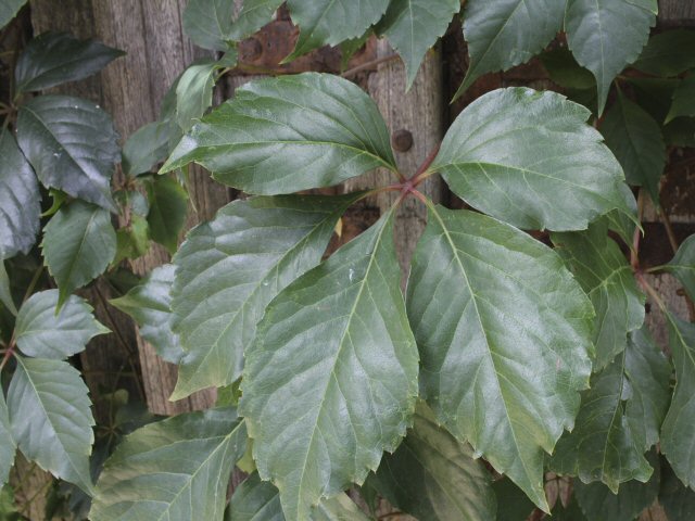cissus rhombifolia grape ivy 1 