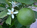 citrus aurantifolia lime tahitian 565 