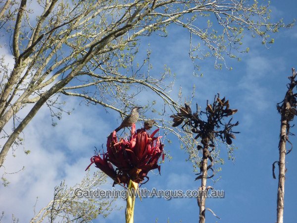 doranthes excelsa gymea lily 006 