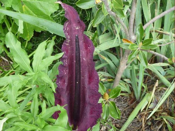dranunculus vulgaris voodoo lily 
