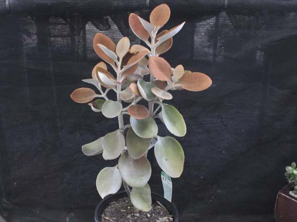 kalanchoe orgyalis copperspoons 