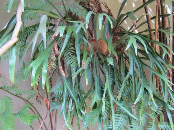 platycerium bifurcatum elkhorn fern 