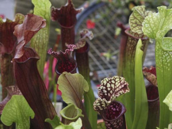sarracenia pitcher plant 