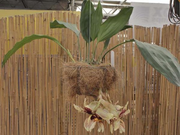 stanhopea nigroviolaceae upsidedown orchid 