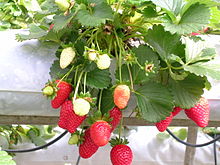 strawberry_plant 