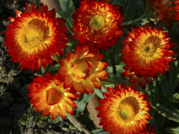 xerochrysum_everlasting daisy_wallaby orange red 001 