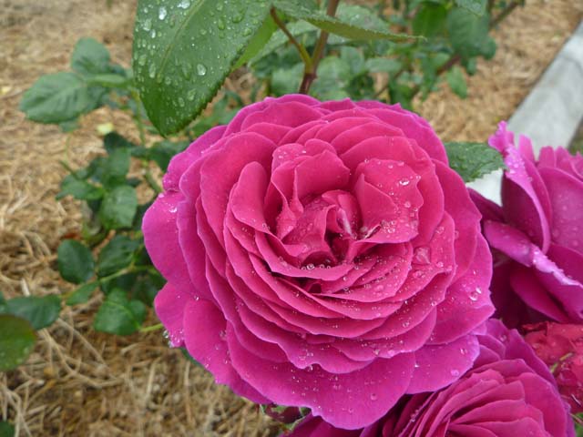 Rose Image 015