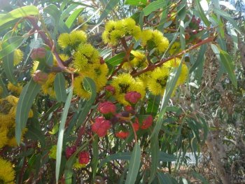 Eucalyptus erythrocorys (Illyarrie)