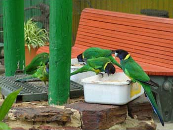 Australian Ringneck Parrots