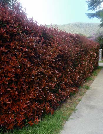 Photinia red robin hedge