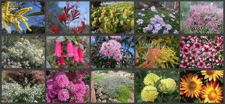 Various Australian flowering plants