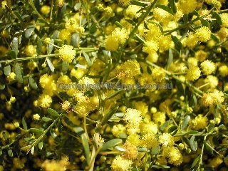 Acacia acinacea Pot o Gold 6 