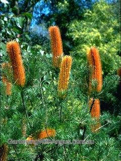 Banksia Giant Candles 2 