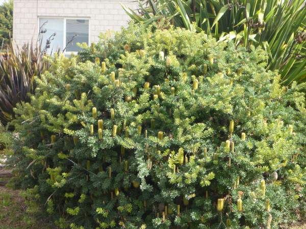 Banksia marginata Minimarg 