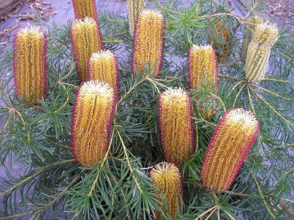 Banksia 'Cherry Candles'