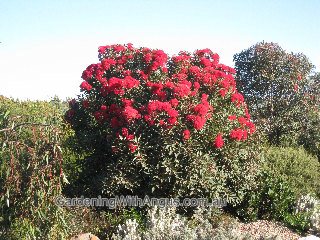 Corymbia Baby Scarlet 1 