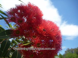 Corymbia Baby Scarlet 4 