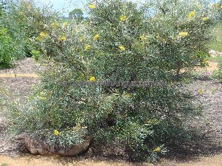 Grevillea Bush Lemons 4 