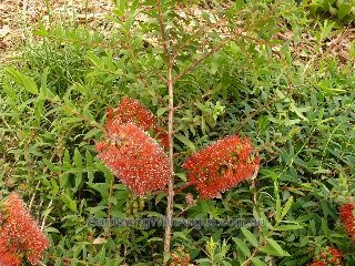 Melaleuca hypericifolia Ulladulla Beacon 2 