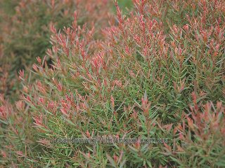 Melaleuca linariifolia Claret Tops 1 