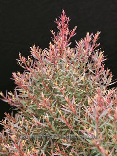 Melaleuca linariifolia Claret Tops 4 