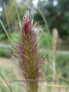 Pennisetum alopecuroides Purple Lea 2 