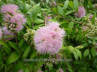 Syzygium Cascade 3 