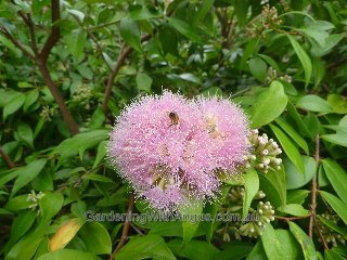 Syzygium Cascade 4 