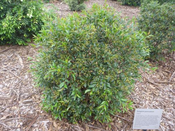 Syzygium paniculatum Lillyput 