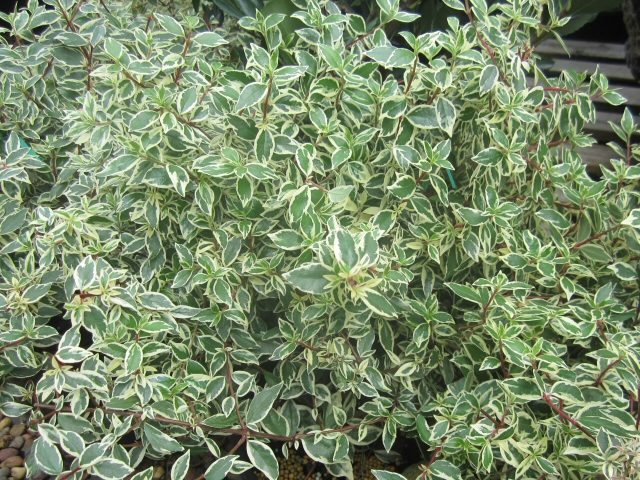 abelia x grandiflora abelia variegata 1 