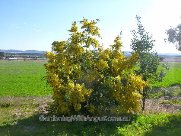 acacia baileyana cootamundra wattle 002 