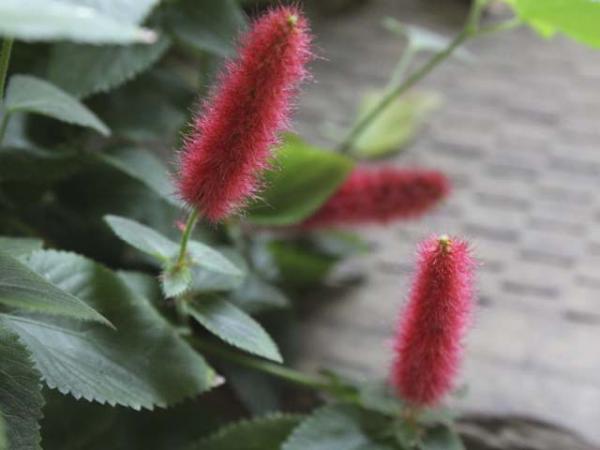 acalypha reptans dwarf red cattails flower 