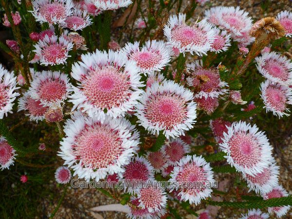 actinodium cunninghamii swamp daisy 004 
