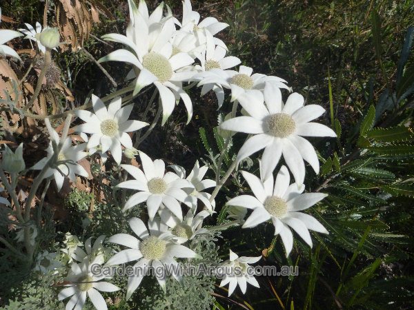 actinotus helianthi flannel flower 002 