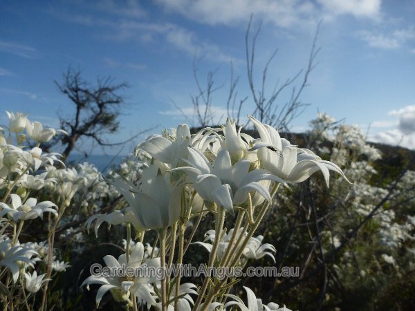 actinotus helianthi flannel flower 003 