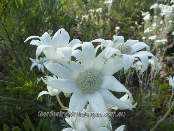 actinotus helianthi flannel flower 004 